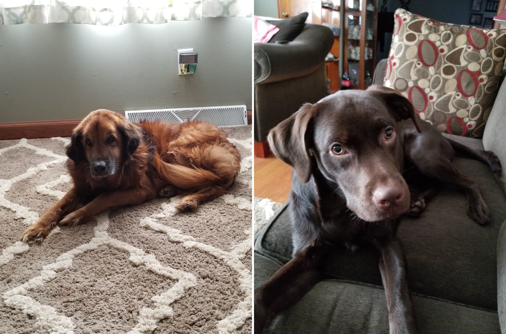 Pups